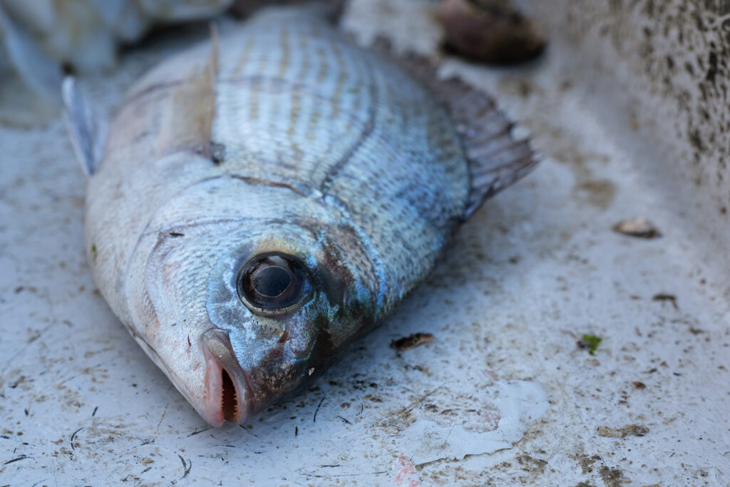 apromer peche seche apromer peche seche